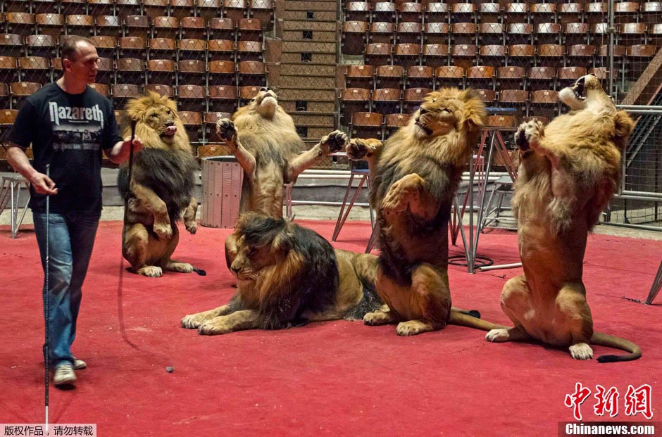 当地时间2013年6月1日，乌克兰基辅马戏团，驯兽师训练狮子“跳舞”。