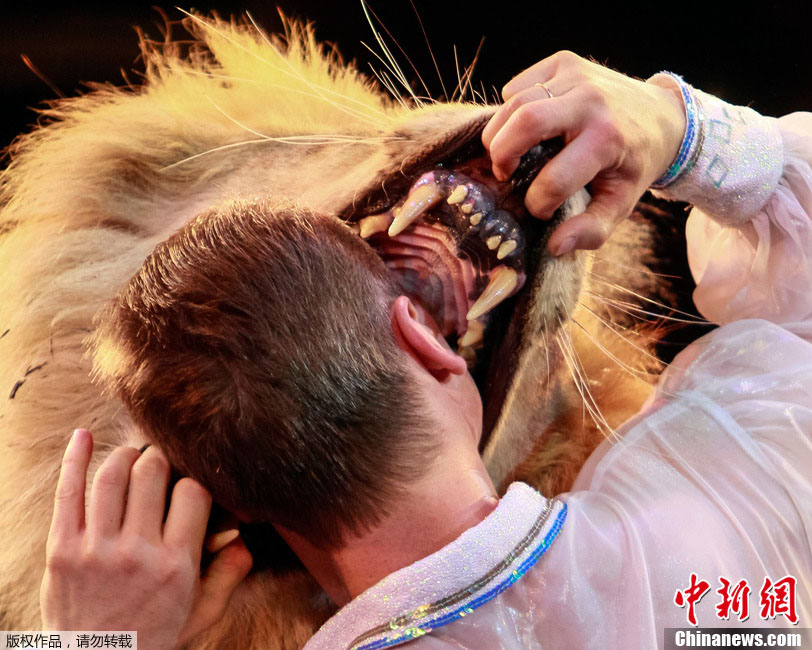 当地时间2013年6月1日，乌克兰基辅马戏团，驯兽师Pinko把头放在狮子张开的嘴里，上演惊心动魄的一幕。