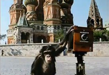 俄罗斯黑猩猩拍摄照片 卖出47万人民币