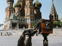 俄罗斯黑猩猩拍摄照片 卖出47万人民币