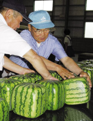 日本天价方形西瓜受俄罗斯富人追捧