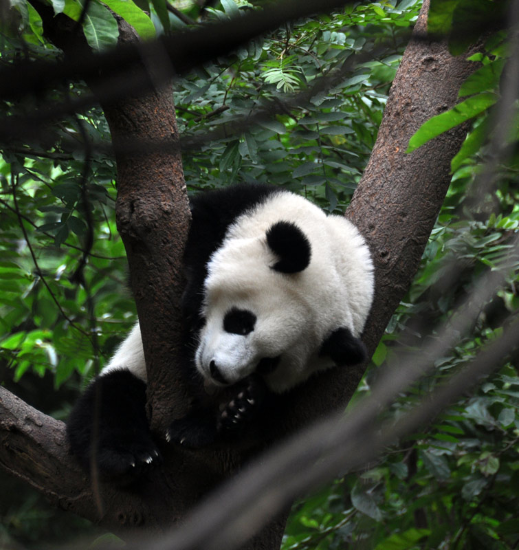 睡熟中的大熊猫-（人民网-李响摄）