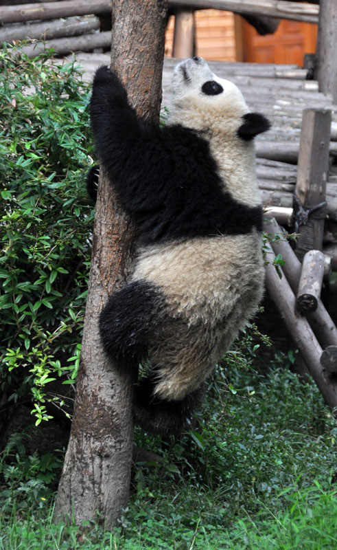 熊猫爬树-（人民网-李响摄）