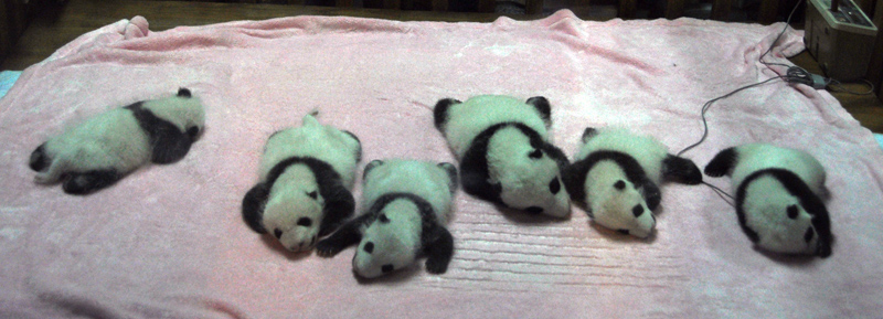 熊猫猫宝宝（人民网-李响摄）