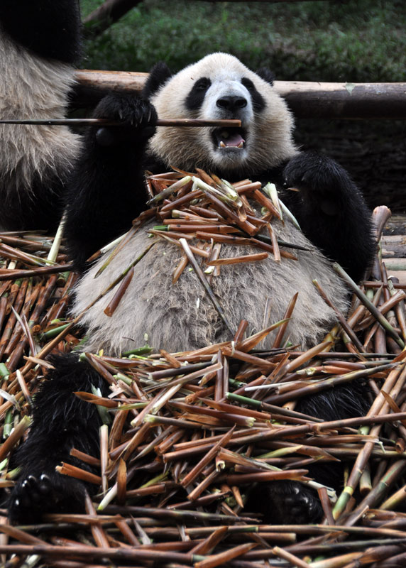 被竹子“淹没”的熊猫-（人民网-李响摄）