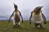 俄摄影师拍20万帝企鹅褪毛全过程