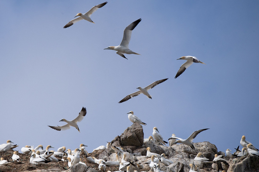 法国：北方塘鹅聚集“七岛”鸟类保护区