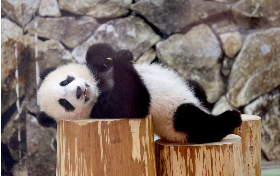 日本大熊猫宝宝“枫滨”亮相 憨态可掬